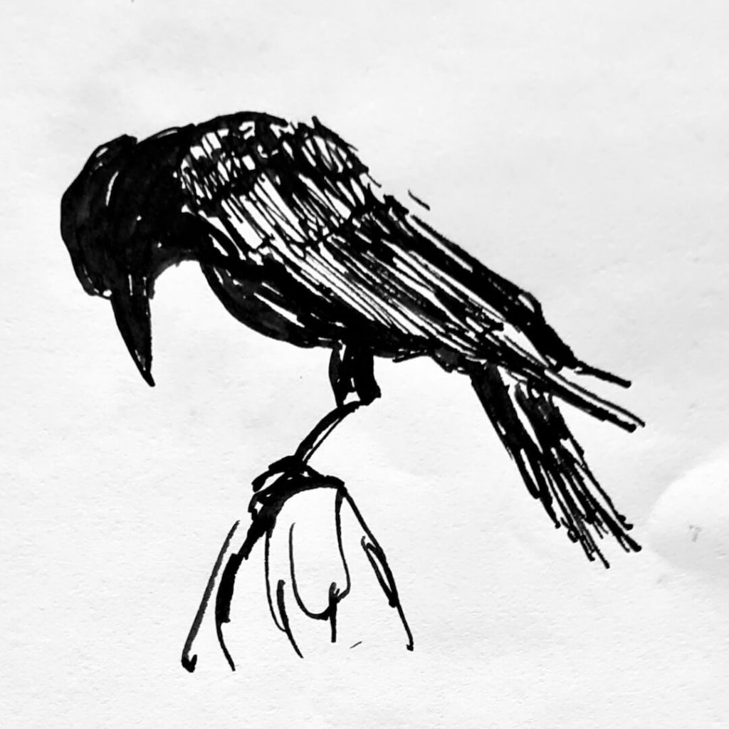 Ink sketch of crow with head bowed