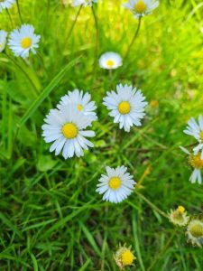 Flower Moon: Wildflowers, Witch Hunts and a Living Memorial